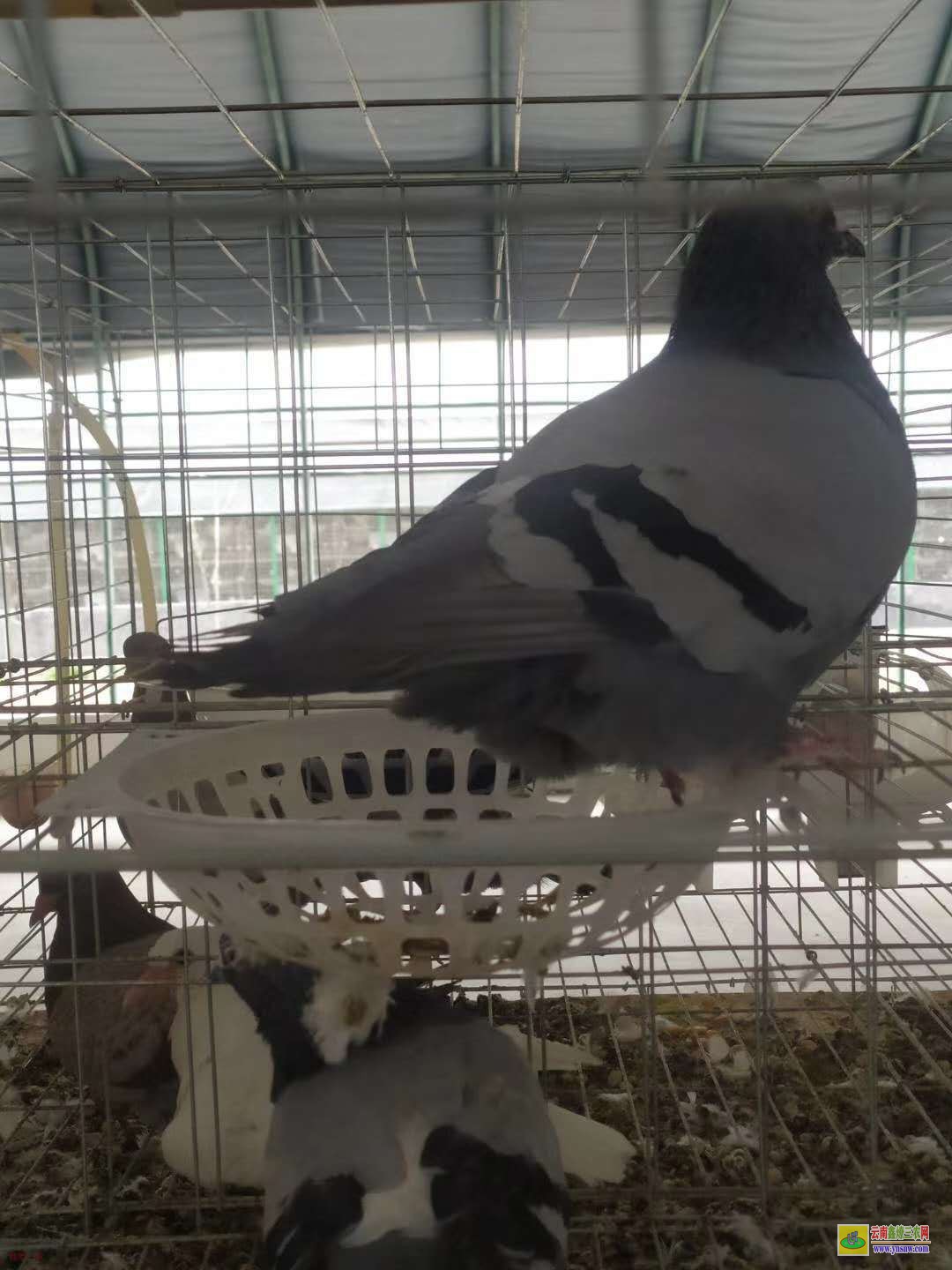 沂水肉鴿價格一般多少錢 鴿子種鴿價格 肉鴿價格怎么樣