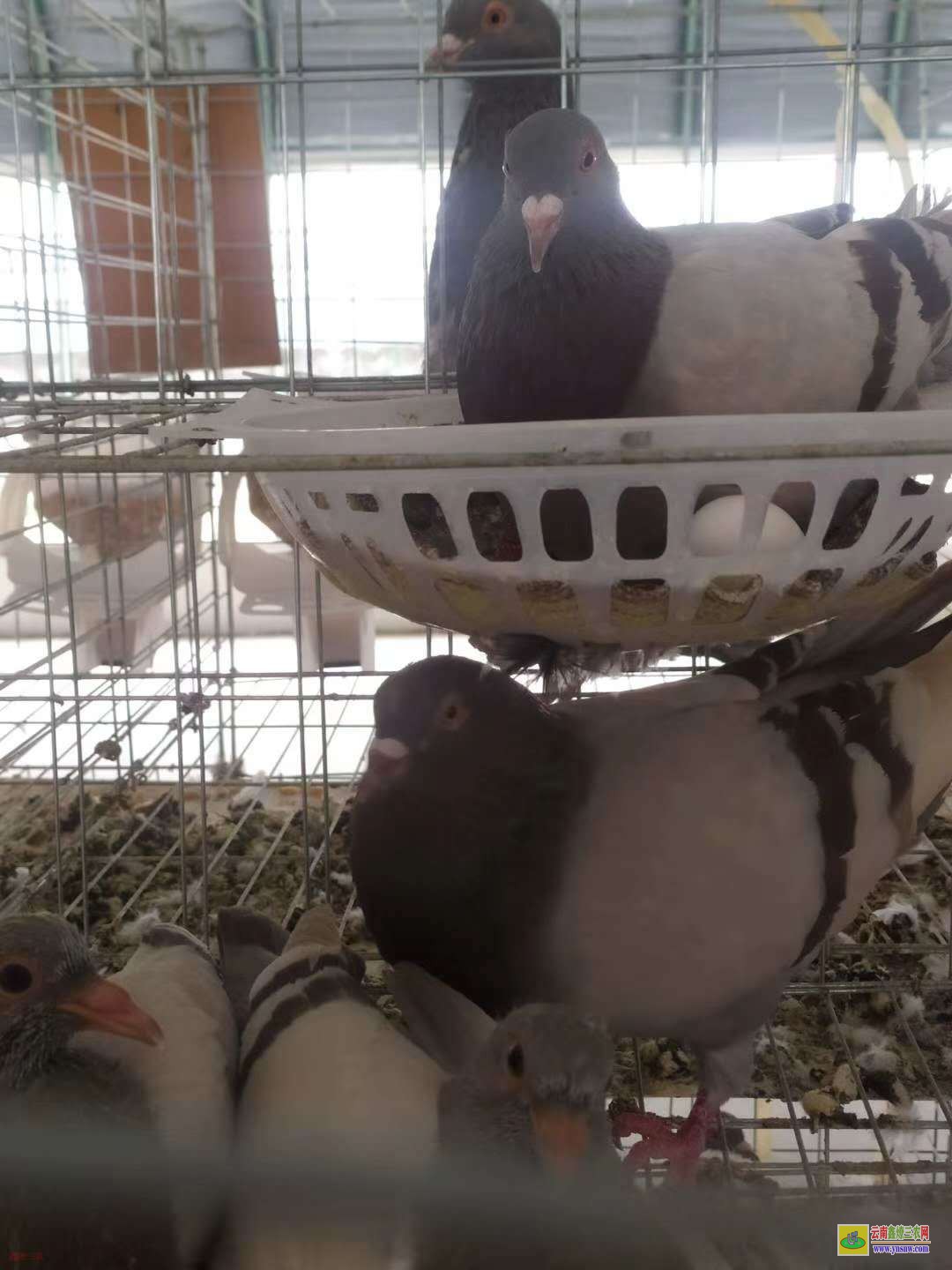 牡丹肉鴿價格一般多少錢 鴿子種鴿價格 肉鴿價格怎么樣