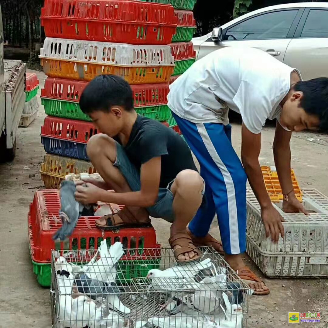 牡丹肉鴿價格一般多少錢 鴿子種鴿價格 肉鴿價格怎么樣