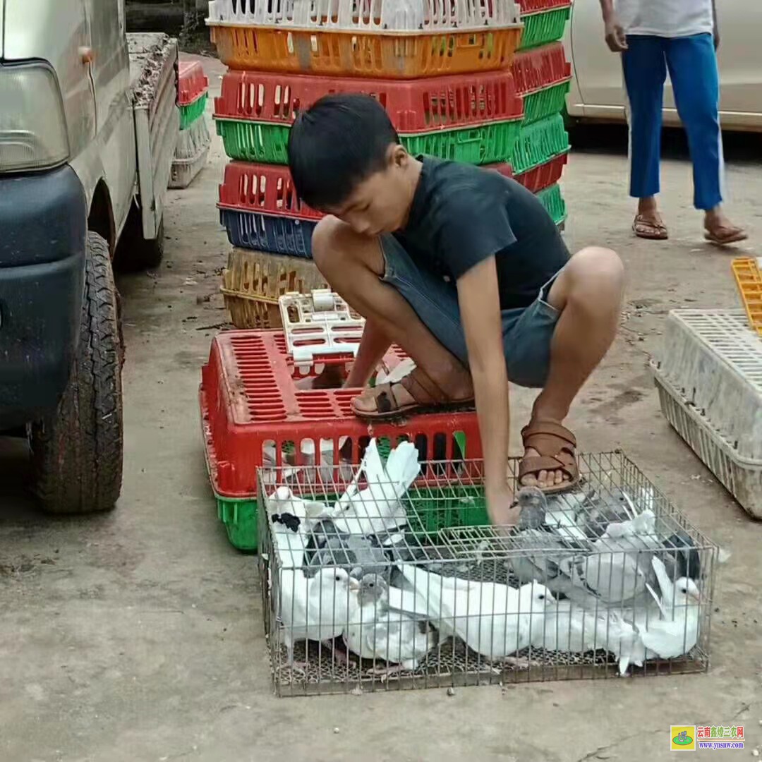 牡丹肉鴿價格一般多少錢 鴿子種鴿價格 肉鴿價格怎么樣