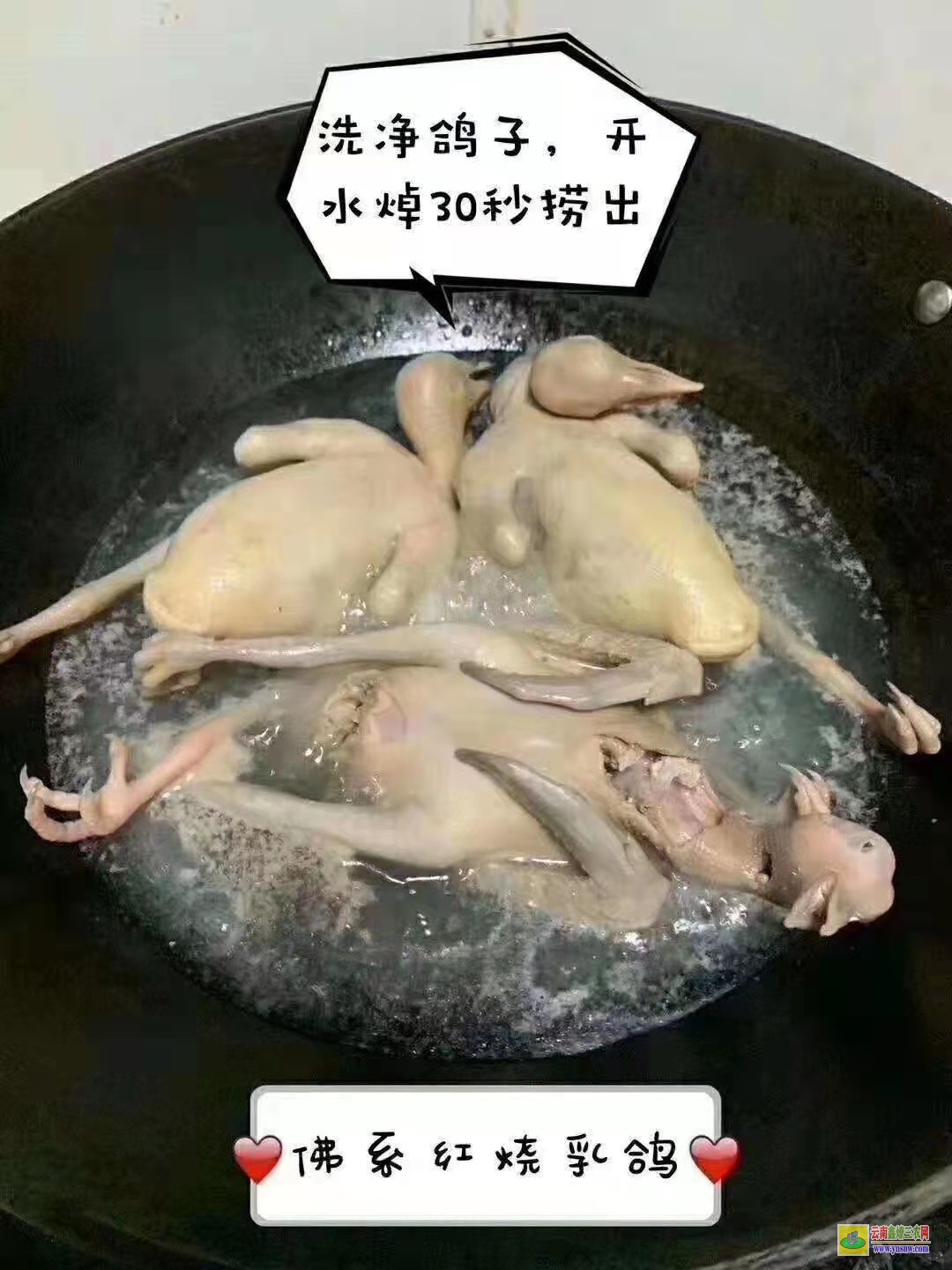 沂水肉鴿價格一般多少錢 鴿子種鴿價格 肉鴿價格怎么樣