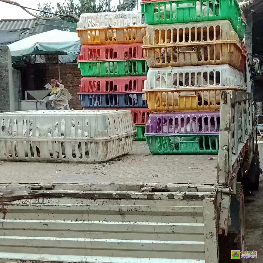 莒南肉鴿價格一般多少錢 鴿子種鴿價格 肉鴿價格怎么樣