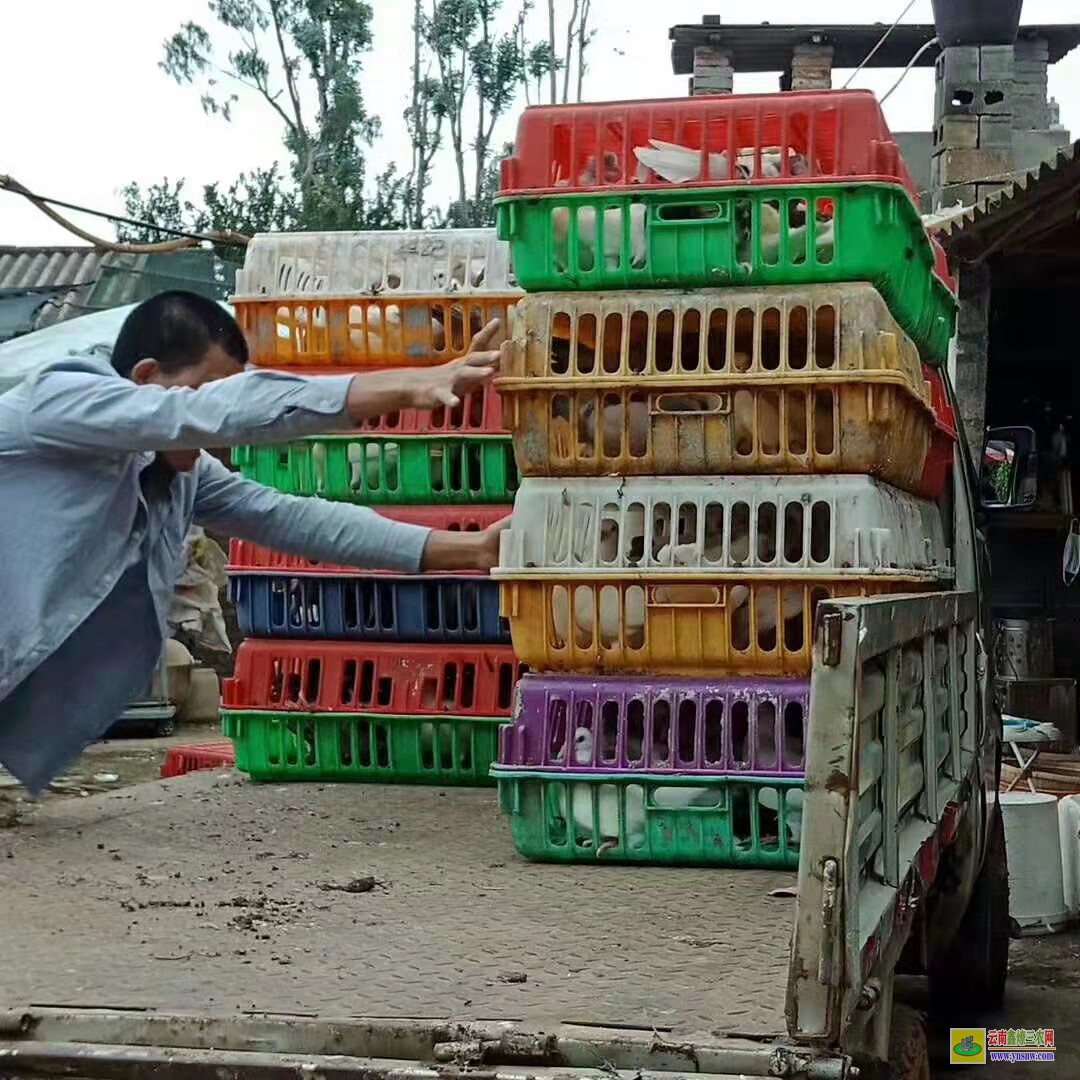 肥城肉鴿價(jià)格一般多少錢 鴿子種鴿價(jià)格 肉鴿價(jià)格怎么樣