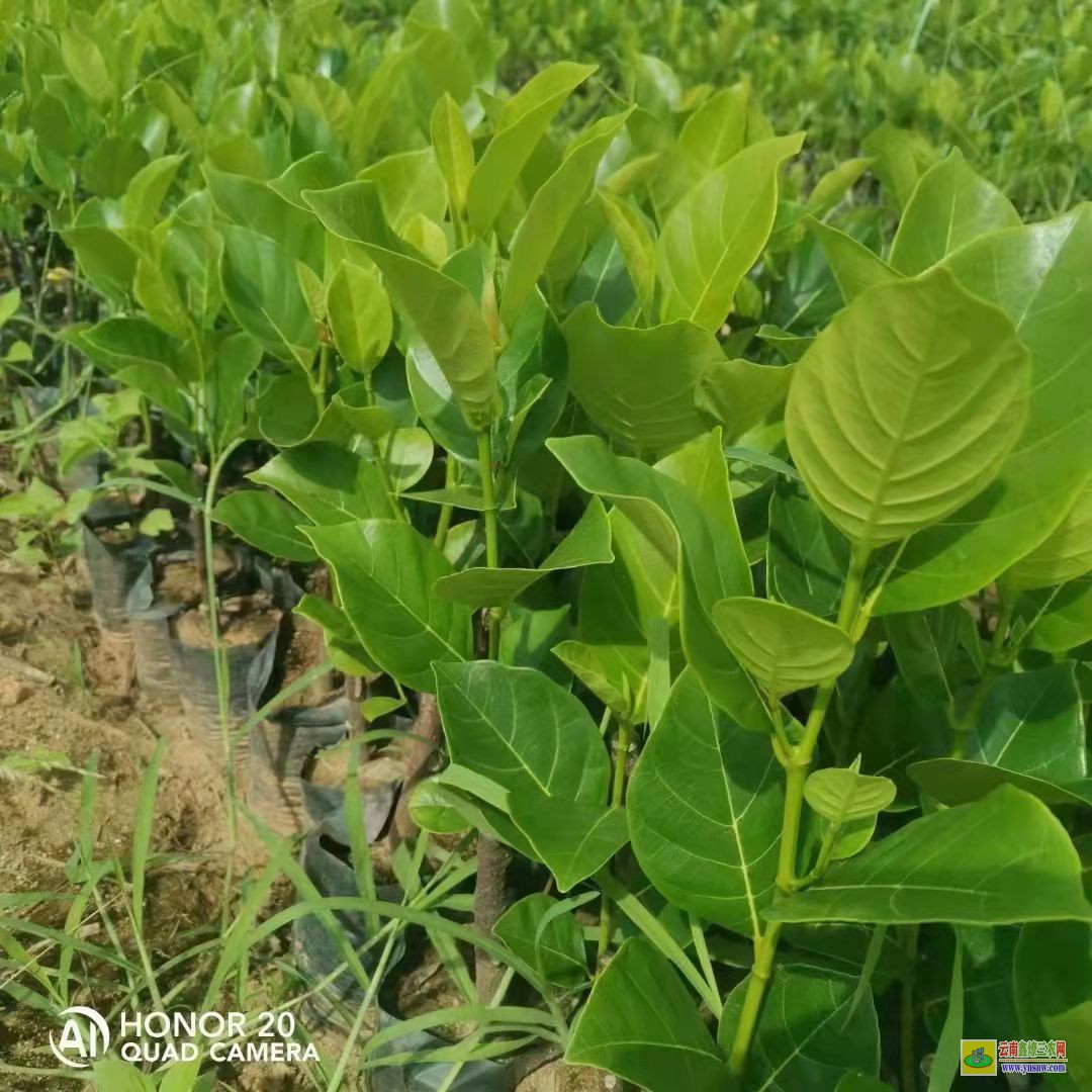 馬來西亞1號菠蘿蜜苗 泰國12號菠蘿蜜苗特性 12號菠蘿蜜苗價格多少錢?