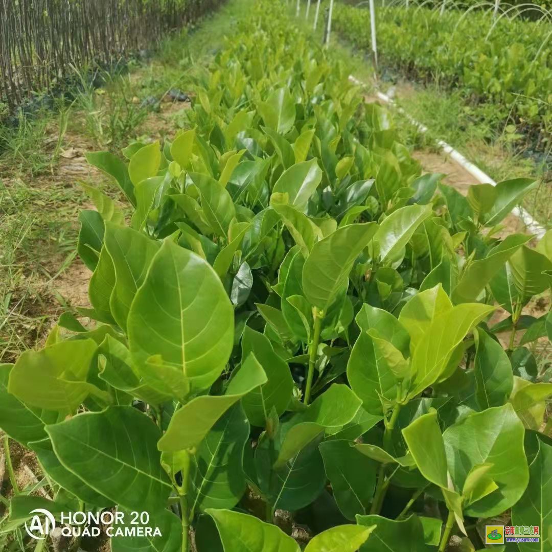 馬來西亞1號菠蘿蜜苗 泰國12號菠蘿蜜苗特性 12號菠蘿蜜苗價格多少錢?