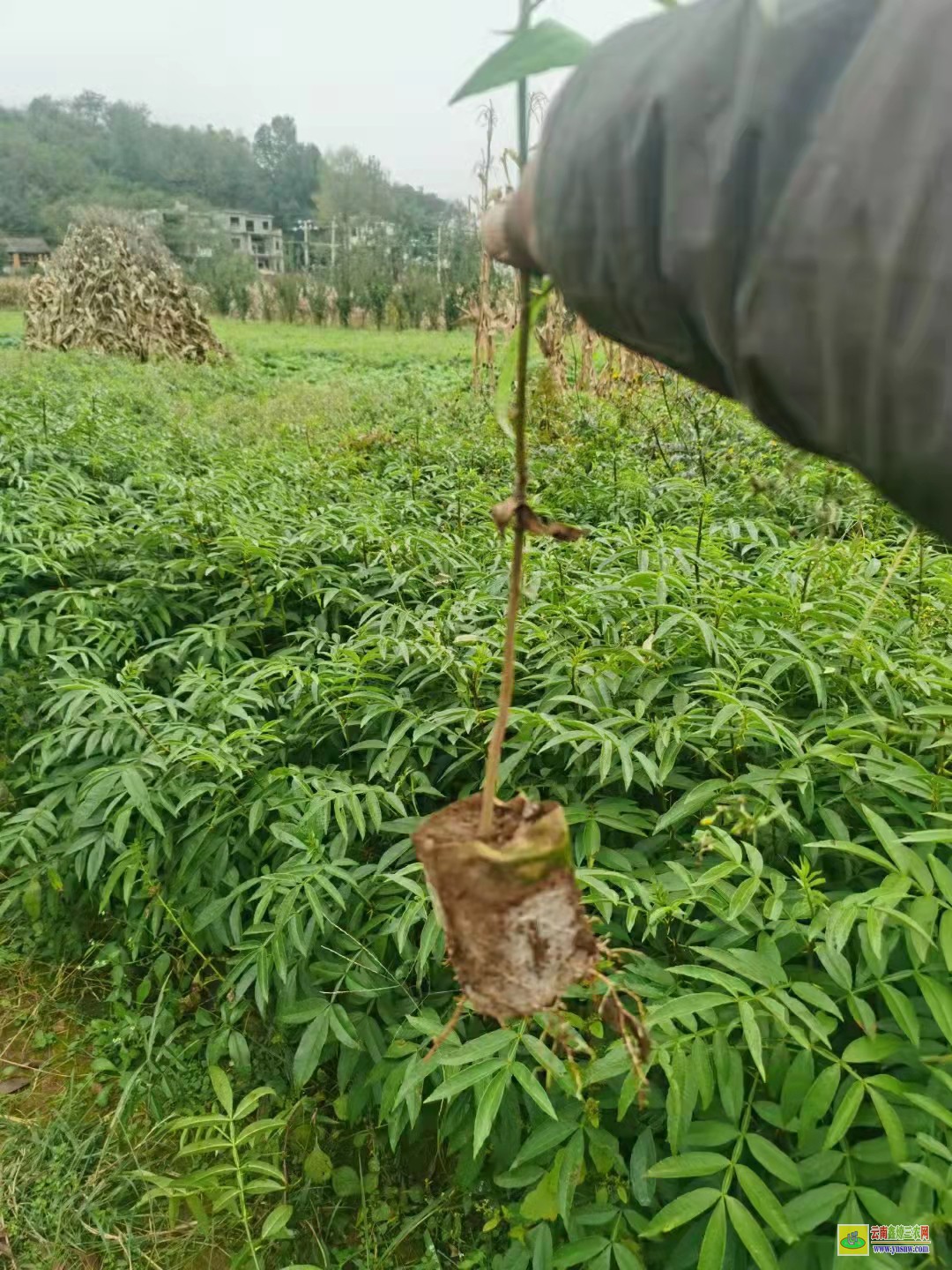 達(dá)州花椒苗哪個品種 大紅袍花椒苗哪里有賣
