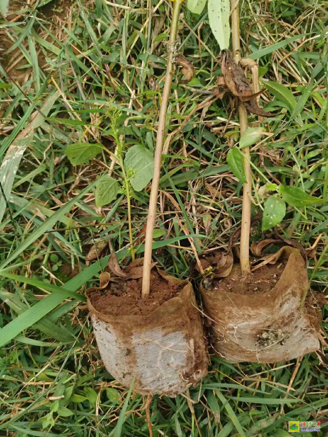 臨沂花椒苗一畝地種植多少棵 大紅袍花椒苗哪里有賣