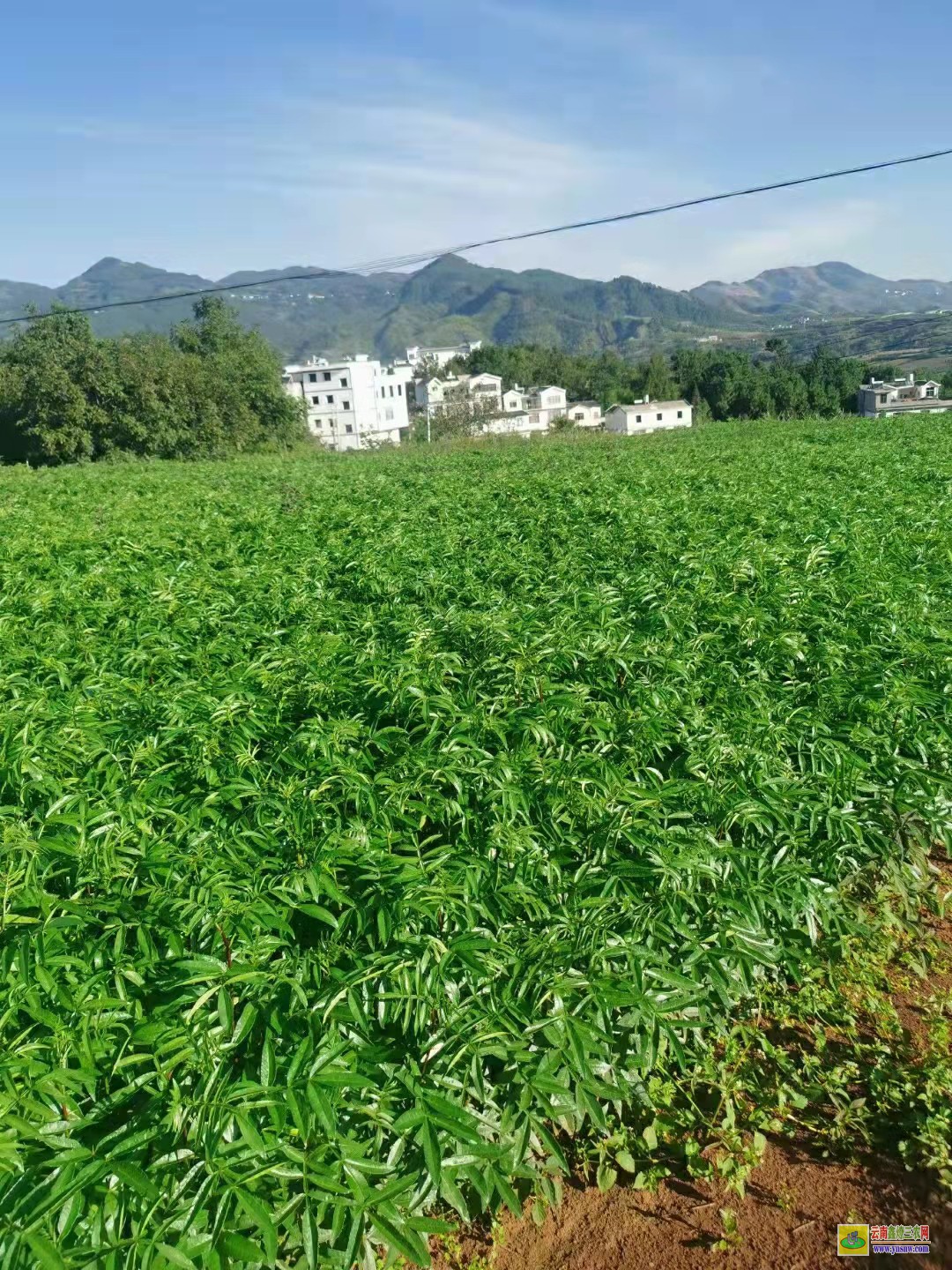 達(dá)州花椒苗哪個品種 大紅袍花椒苗哪里有賣