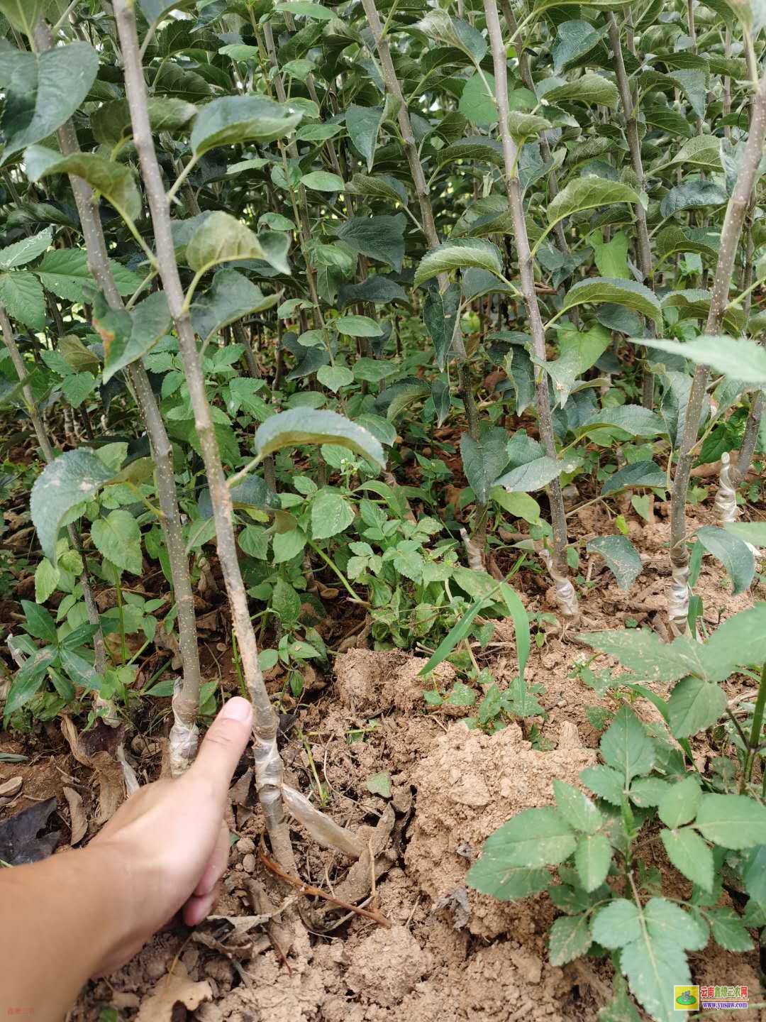 巴中魯麗蘋果苗哪里有 正宗紅富士蘋果苗 2001蘋果苗木基地在哪個地方