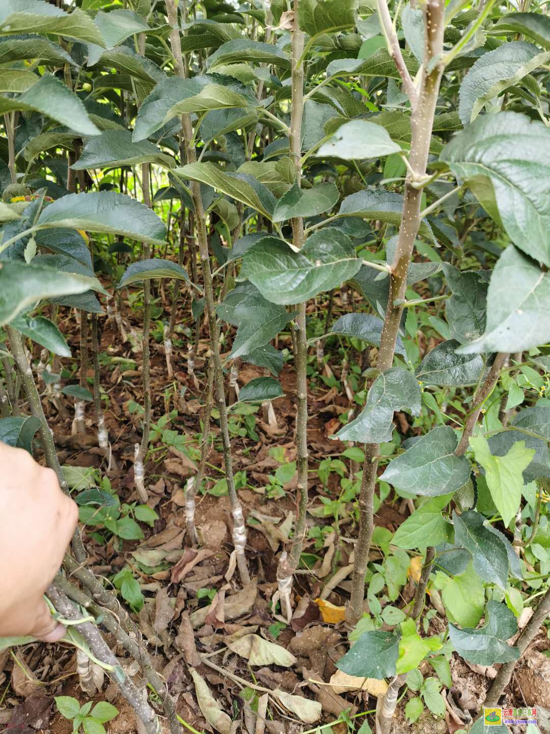 巴中魯麗蘋果苗哪里有 正宗紅富士蘋果苗 2001蘋果苗木基地在哪個地方