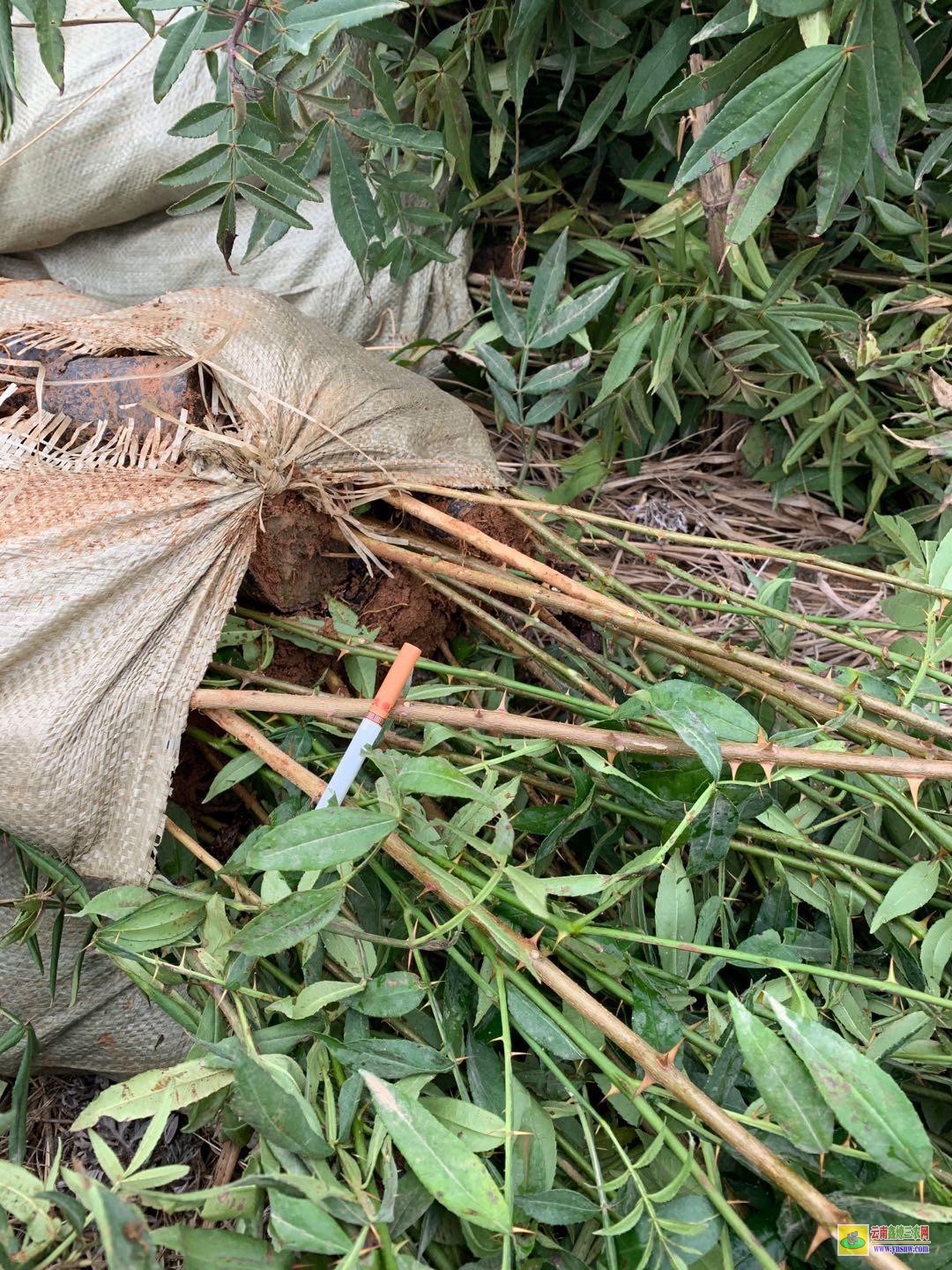 巴中魯麗蘋果苗哪里有 正宗紅富士蘋果苗 2001蘋果苗木基地在哪個地方
