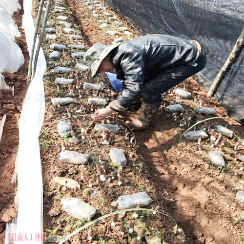 重慶優質羊肚菌加盟種植 羊肚菌銷售渠道介紹 什么價