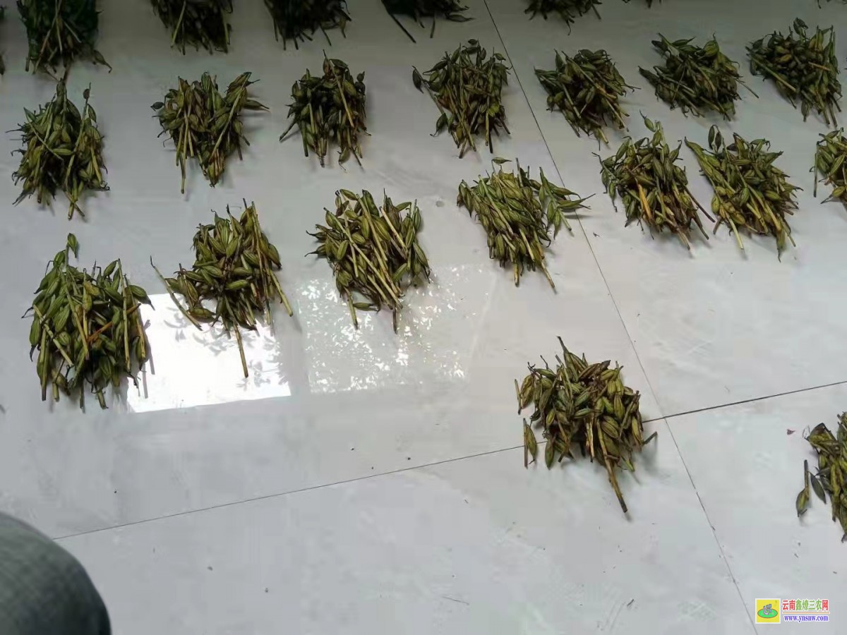 貴陽[毛慈菇苗]咋賣的呢 【毛慈菇種子】催芽技術 【毛慈菇種子】怎么繁殖