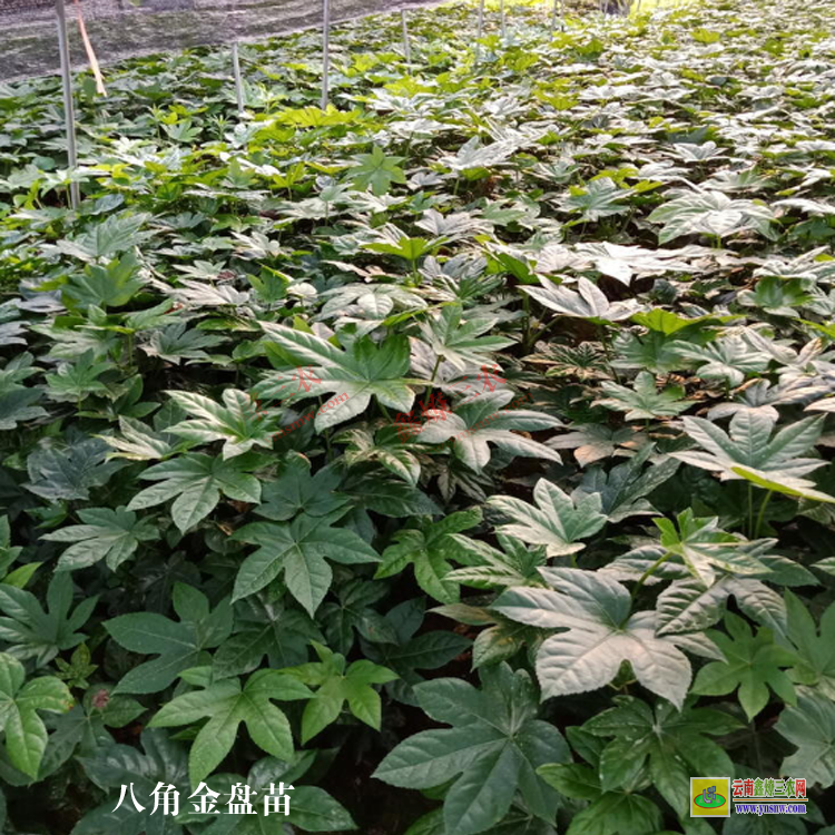 黑龍江哈爾濱木蘭葡萄苗木平臺 微信搜一搜[找苗通] 藥材苗銷售平臺