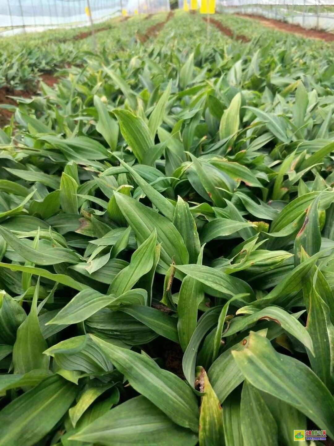 鎮寧[黃精種子]催芽 【黃精種子】培育苗子方法時間 多花【黃精種子】圖片