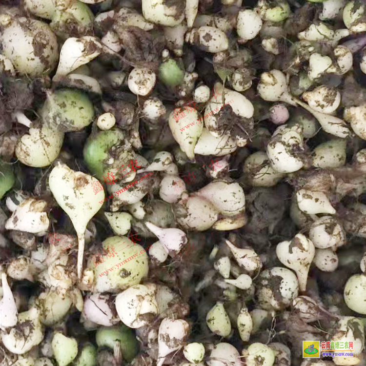 天津毛慈菇價格多少一公斤 毛慈菇種子催芽技術 毛慈菇苗多少錢一株