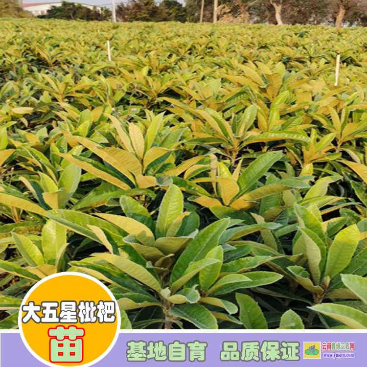 貴州三月白枇杷苗價(jià)格 重慶無(wú)核枇杷苗出售 大五星枇杷苗在什么地方