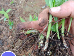 遼寧白芨塊莖苗 白芨苗價格多少錢一株 哪里賣白芨苗圖3