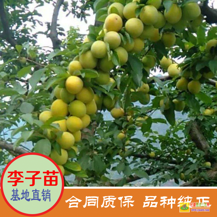 新疆蜂糖李子苗批發(fā) 美國恐龍蛋李子苗價格 晚熟李子苗價格