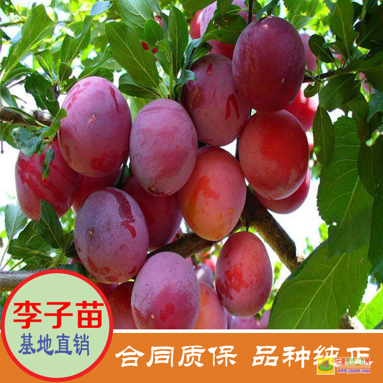 云南文山李子苗價格果樹小苗 李子苗價格 大紅袍李子苗價格