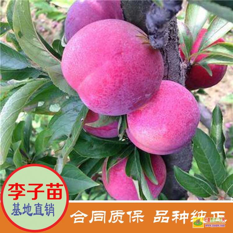 云南臨滄蜂糖李子苗批發(fā) 黃金李子苗價格是多少 黃金李子苗價格是多少