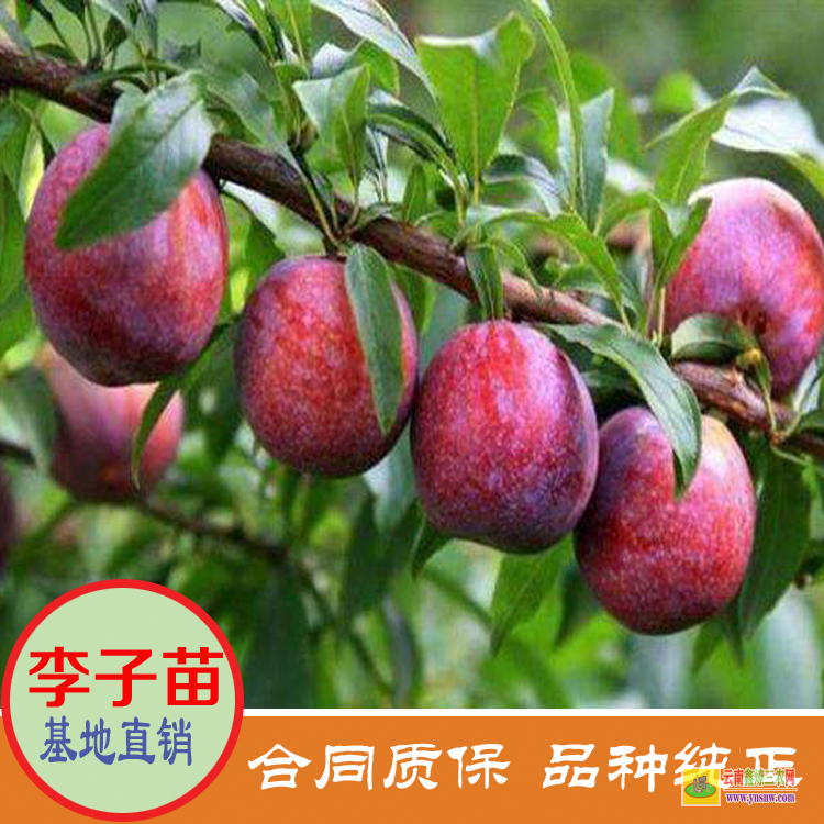 云南臨滄蜂糖李子苗批發(fā) 黃金李子苗價格是多少 黃金李子苗價格是多少