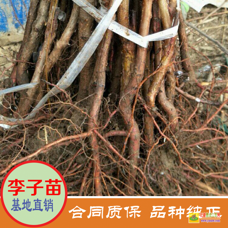 黑龍江牡丹江李子苗價格是多少 美國恐龍蛋李子苗價格 大紅袍李子苗價格