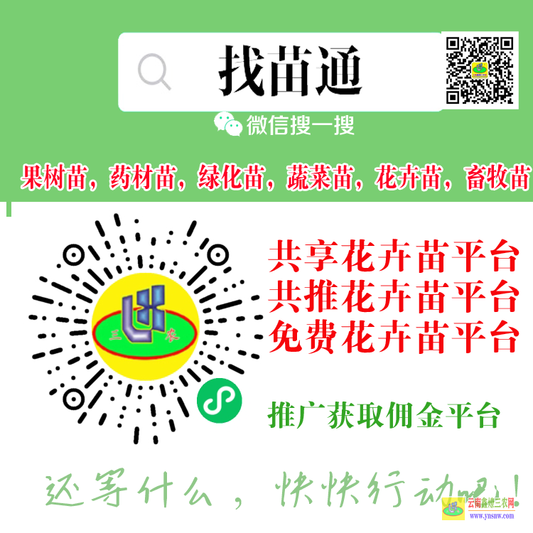 墨江大蔬菜種苗平臺 微信搜一搜[找苗通] 果樹苗平臺