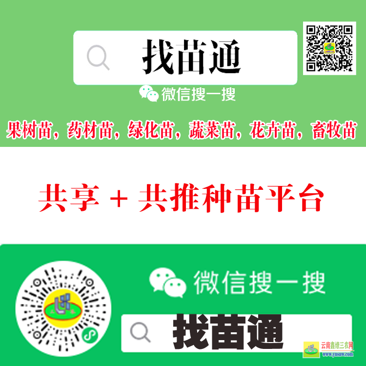 墨江大蔬菜種苗平臺 微信搜一搜[找苗通] 果樹苗平臺