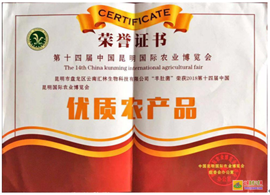 建水大理羊肚菌種植基地 云南羊肚菌種植技術 昆明羊肚菌種植基地