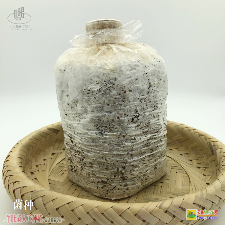 富源云南省羊肚菌種植基地 云南羊肚菌種植基地 昆明羊肚菌種植基地