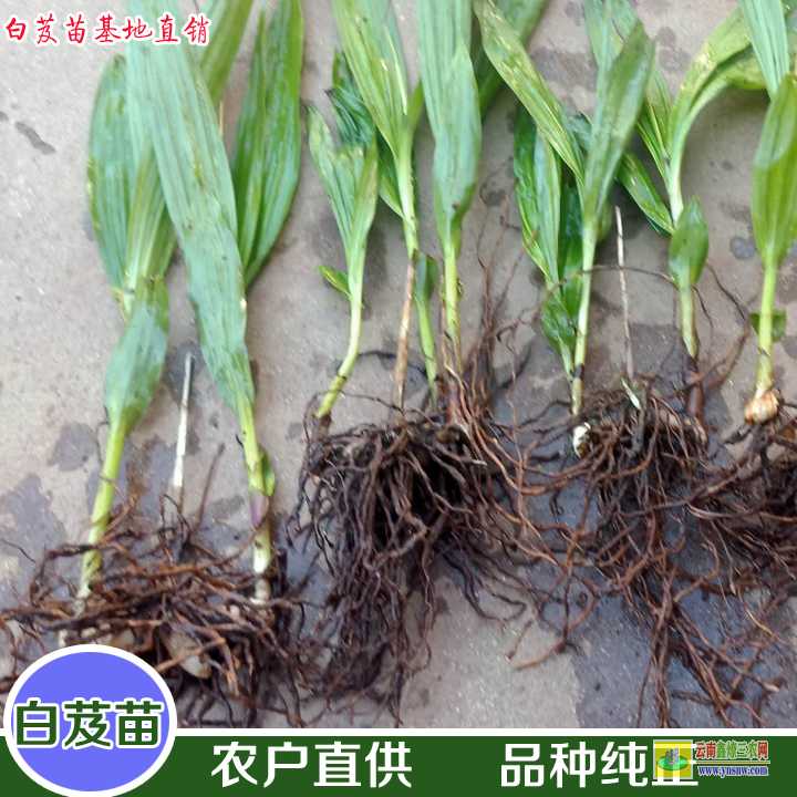 關嶺毛慈菇圖片 山慈菇全株圖片 毛慈菇價格多少一公斤干貨