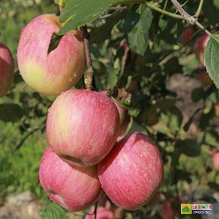 勐臘華碩蘋果苗木 云南昭通蘋果苗聯系方式 紅露蘋果苗