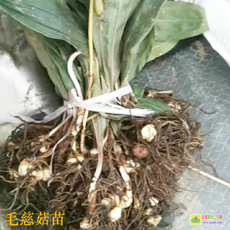 山西毛慈菇苗的價格 毛慈菇苗價格多少一公斤 毛慈菇會消苗嗎
