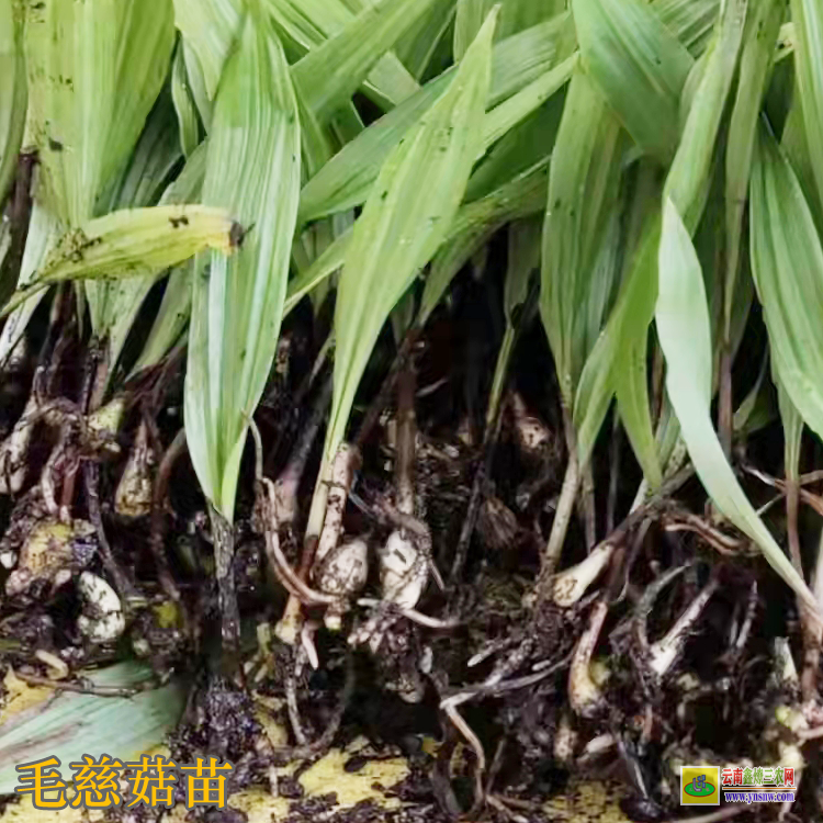 巍山毛慈菇苗子圖片 毛慈菇苗怎么培植 毛慈菇苗圖片