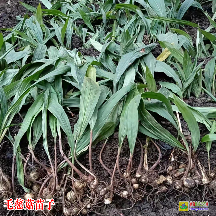 雙江毛慈菇苗子圖片 毛慈菇苗怎么培植 毛慈菇苗圖片
