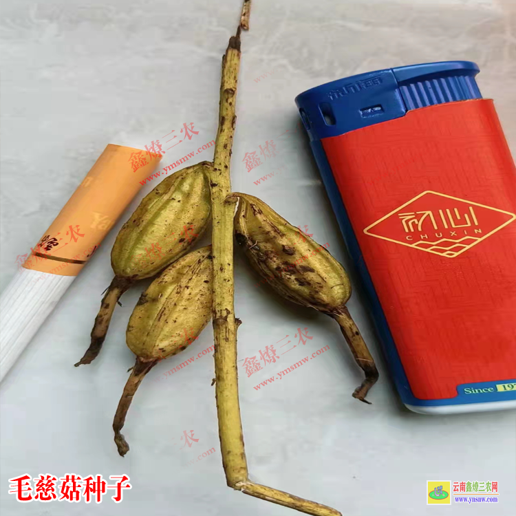 威信毛慈菇苗價(jià)格多少一公斤 毛慈菇苗瓶苗價(jià)格 毛慈菇苗圖片