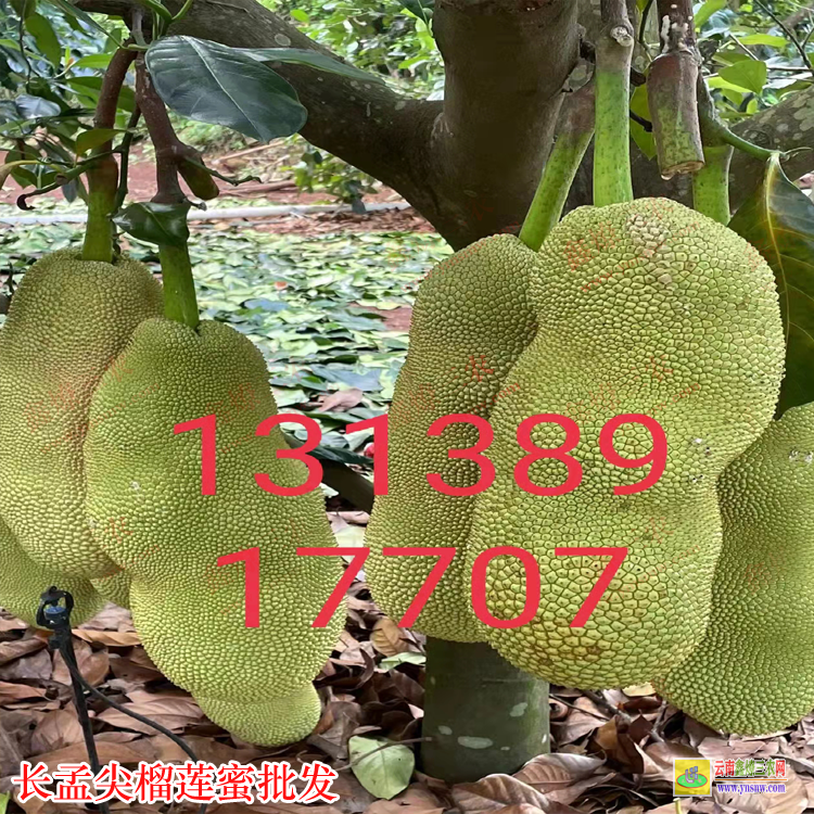 羅源長(zhǎng)孟尖榴蓮蜜苗圖片 榴蓮蜜苗種植四年能結(jié)果嗎 榴蓮蜜苗種植