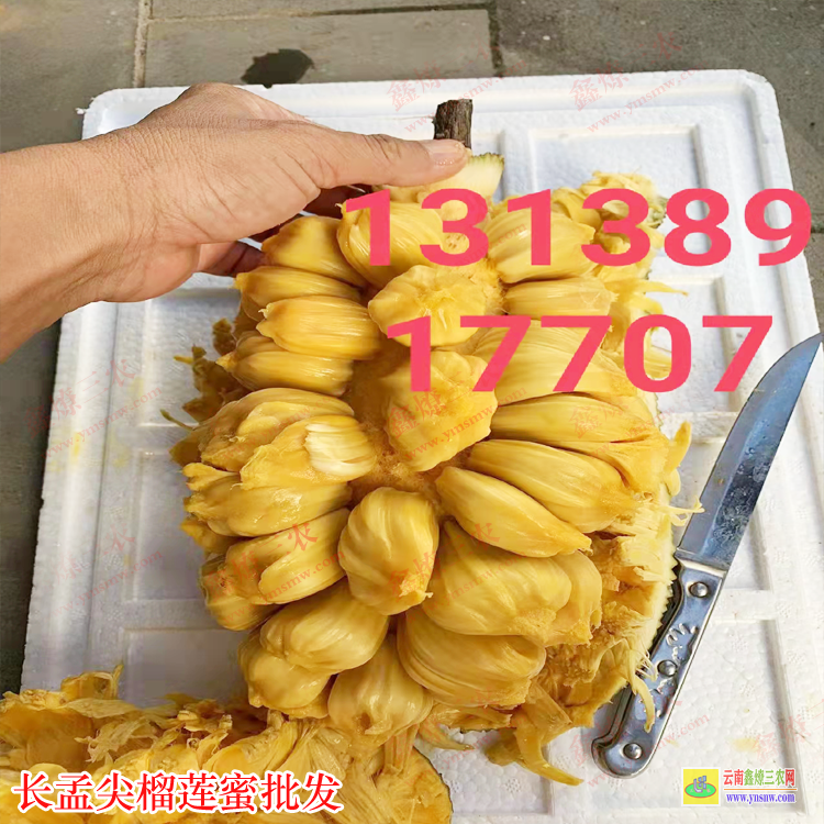 秀嶼長孟尖榴蓮蜜苗圖片 榴蓮蜜苗價格 榴蓮蜜苗基地