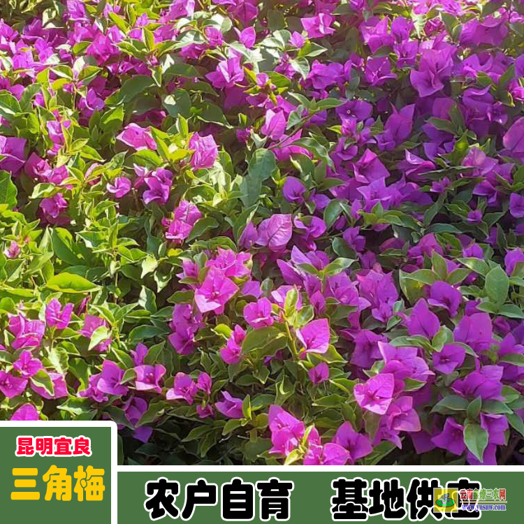 安順三角梅小苗價(jià)格 三角梅批發(fā)價(jià)格云南三角梅價(jià)格
