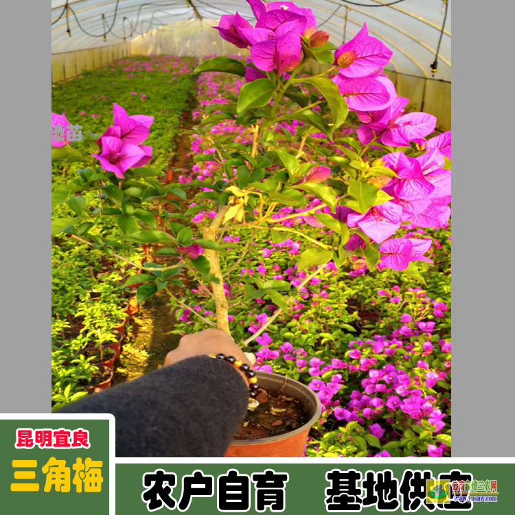 四川雅安三角梅苗木價格 三角梅批發價格三角梅造型價格