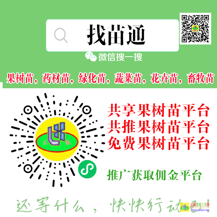云南富寧果樹苗批發(fā)基地 哪里有果樹苗賣 云南仙人掌果苗哪個好