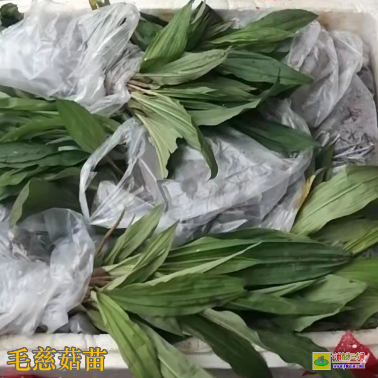 四川溫江獨蒜蘭苗怎么保存 毛慈菇苗價格 毛慈菇苗怎么培植