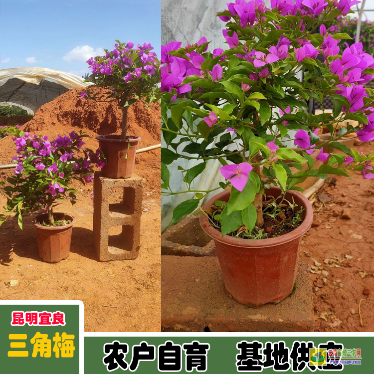 福建金門五色三角梅價格 三角梅批發價格三角梅盆栽價格