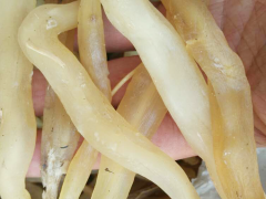 南寧西鄉(xiāng)塘哪種藥材國(guó)家緊缺需大量種植 商洛天冬樹(shù)苗批發(fā)價(jià)格 重慶天冬苗批發(fā)價(jià)圖2