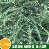 黔南龍里目前天冬的市場價多少 東營批發天冬聚脲防腐涂料 鄂州天冬種苗基地批發