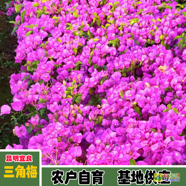 海南儋州三角梅苗木價格 多色三角梅價格大全 三角梅造型價格