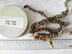 地參的種植方式，利潤前景及2022年地參的市場行情圖3