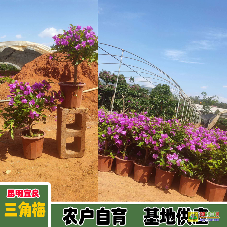 福建城廂三角梅苗木價格 三角梅老樁價格 三角梅造型價格