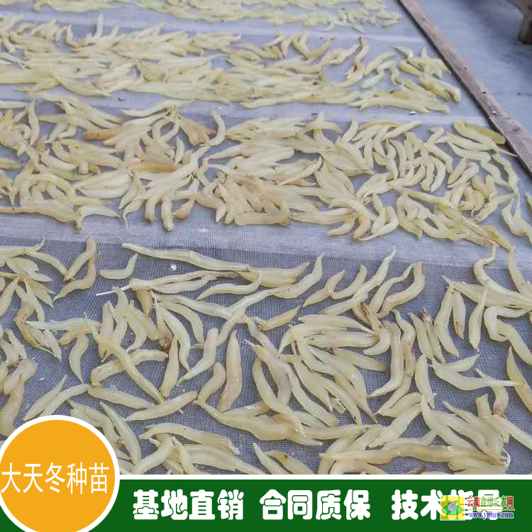 廣東紫金天冬苗多少錢一株 天冬苗多少錢一棵 天冬苗育苗技術